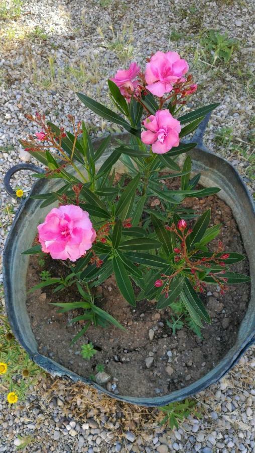 בית הארחה Olesa de Bonesvalls 	Maset Del Garraf מראה חיצוני תמונה
